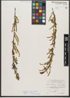 Foto von Salix triandra subsp. amygdalina (L.) Schübl. & G. Martens